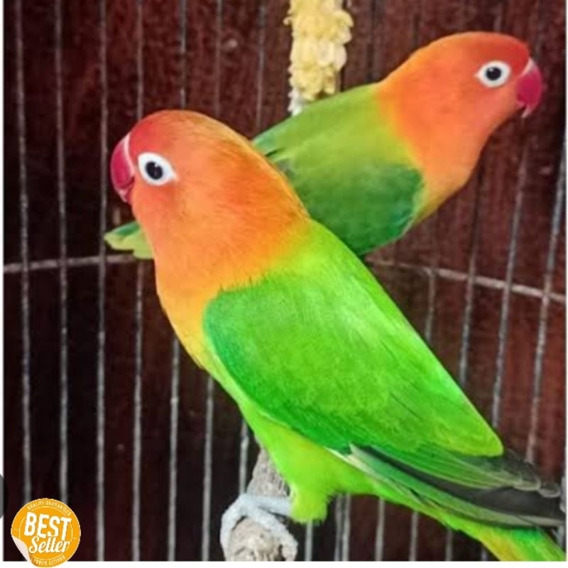 Burung love bird pasangan biola gren x biola gren