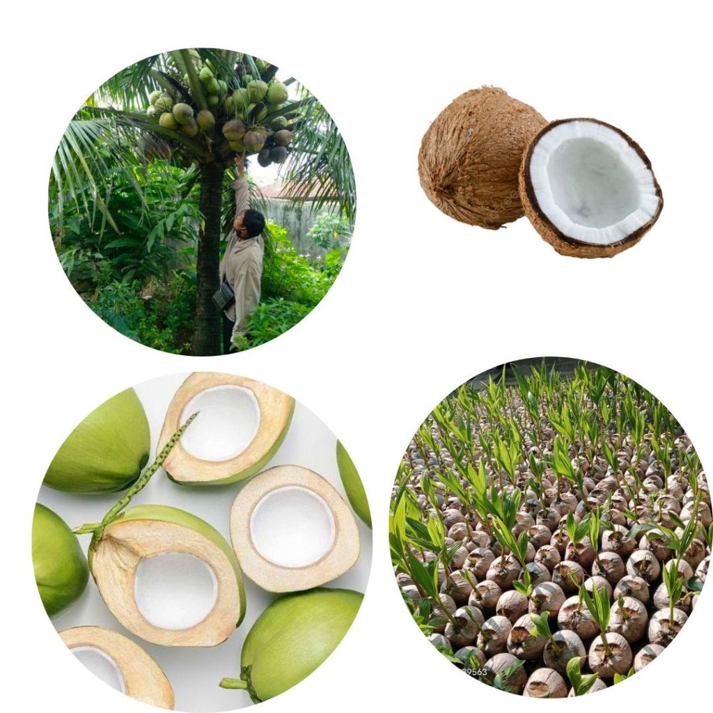 Bibit Kelapa Hijau Genjah, Bibit Kelapa Entok Genjah, Bibit Kelapa Entok