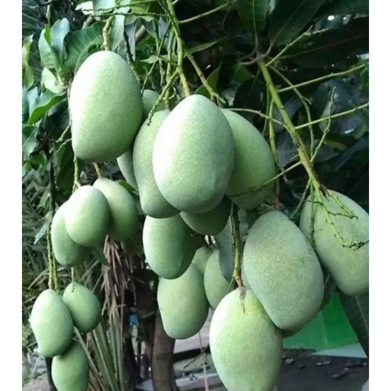 

Promo Buah Mangga Probolinggo Murah