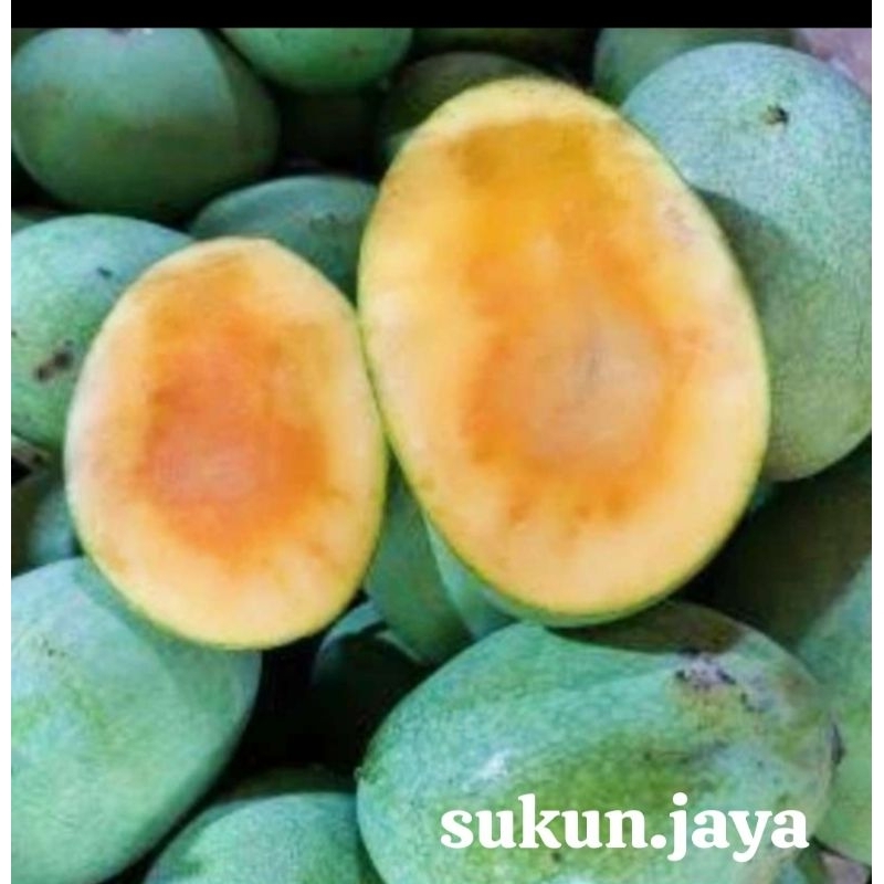 

1Kg Buah mangga Simanalagi Asli Sumedang Fresh petik Pohon