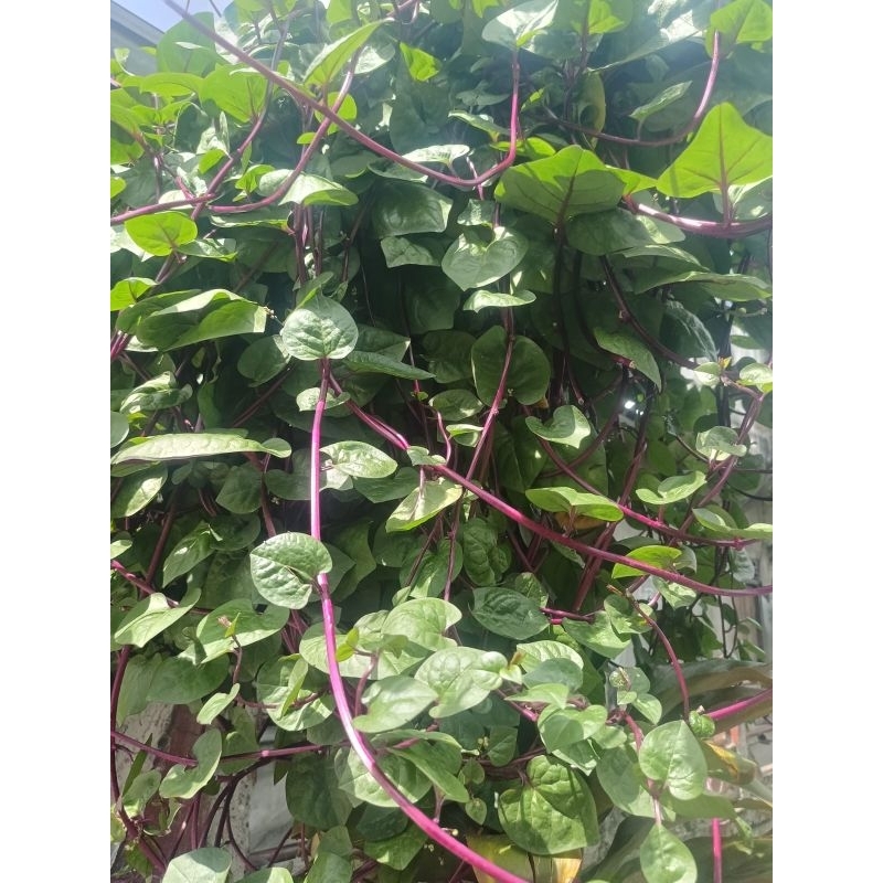 

DAUN BINAHONG MERAH SEGAR