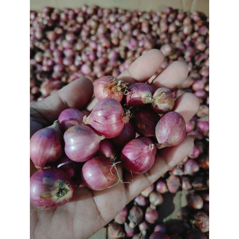 

Bawang Merah Probolinggo SUPER 250Gr