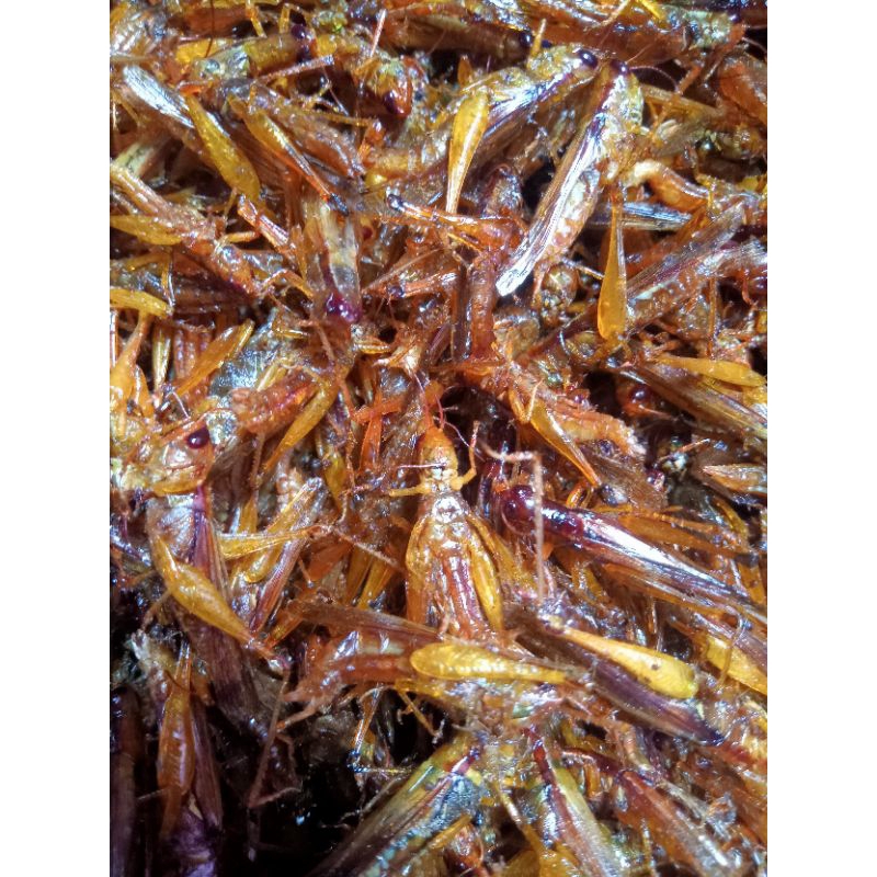 

belalang kecil /utis goreng/belalang padi .Wonogiri.Sangat lezat di temani nasi.40 gr