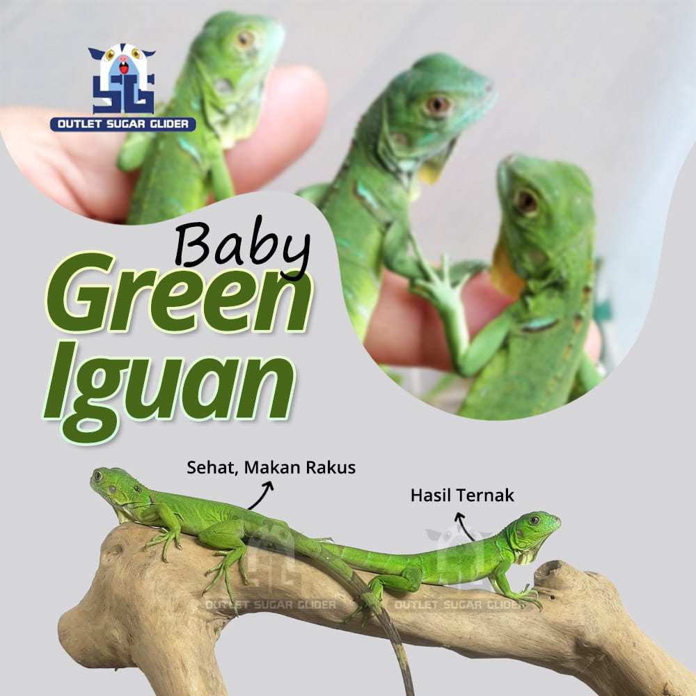 Baby Iguana Green, Mulus, Sehat, Makan Rakus