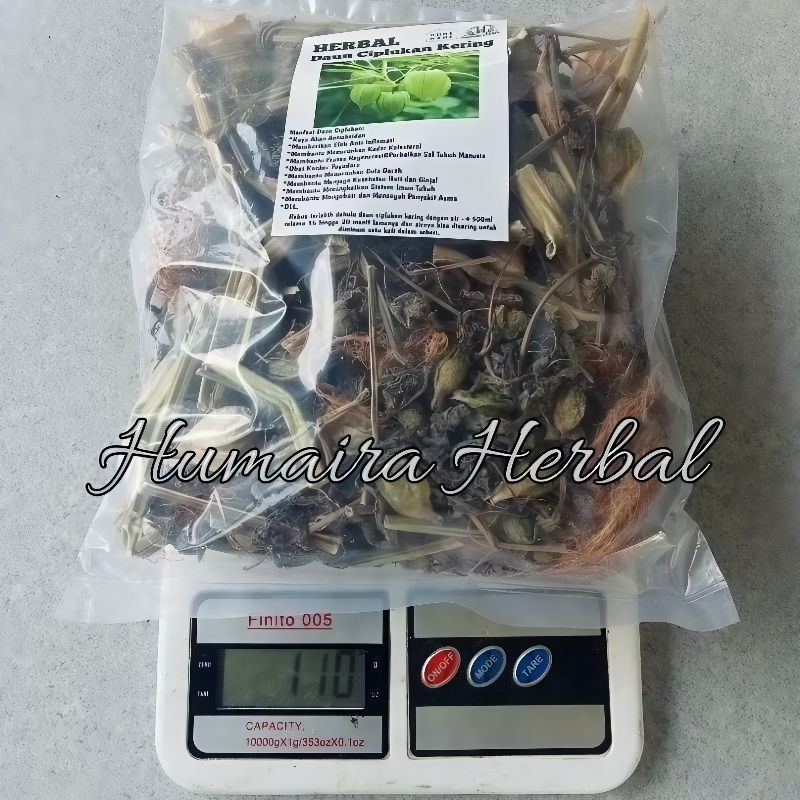

OBAT DIABETES POHON CIPLUKAN KERING 100gr Teh Ciplukan Kering Obat Herbal