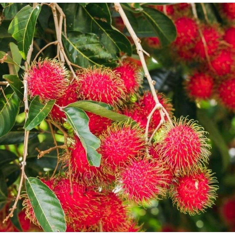 

rambutan Binjai/rafiah