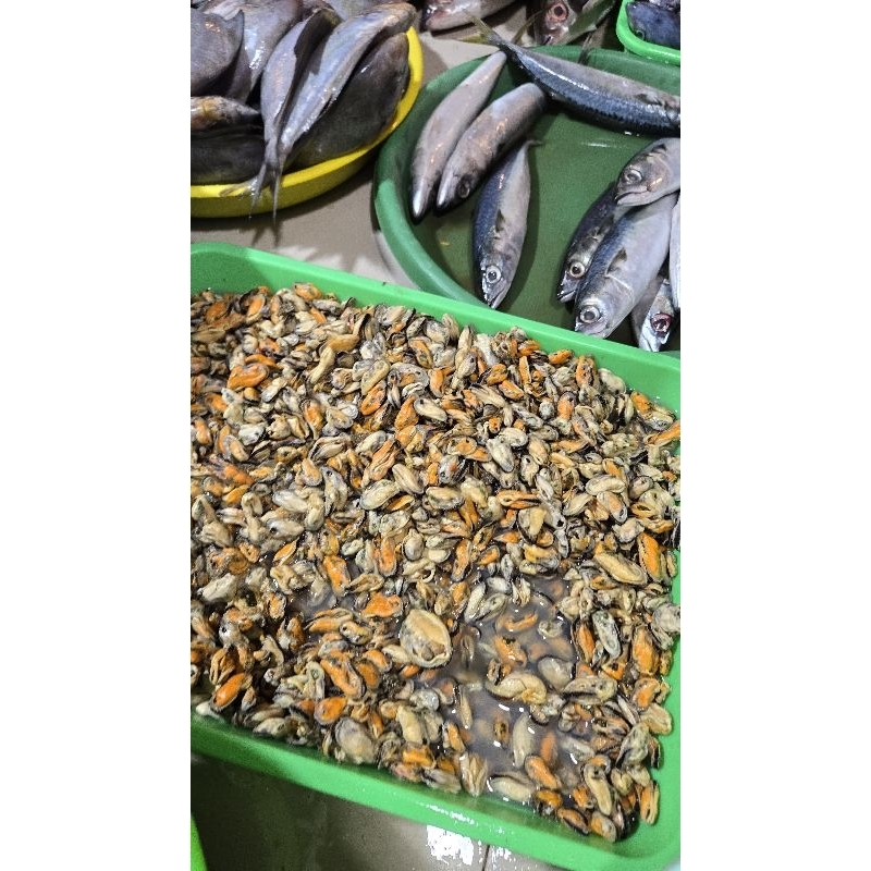 

Kerang Ijo Kupas