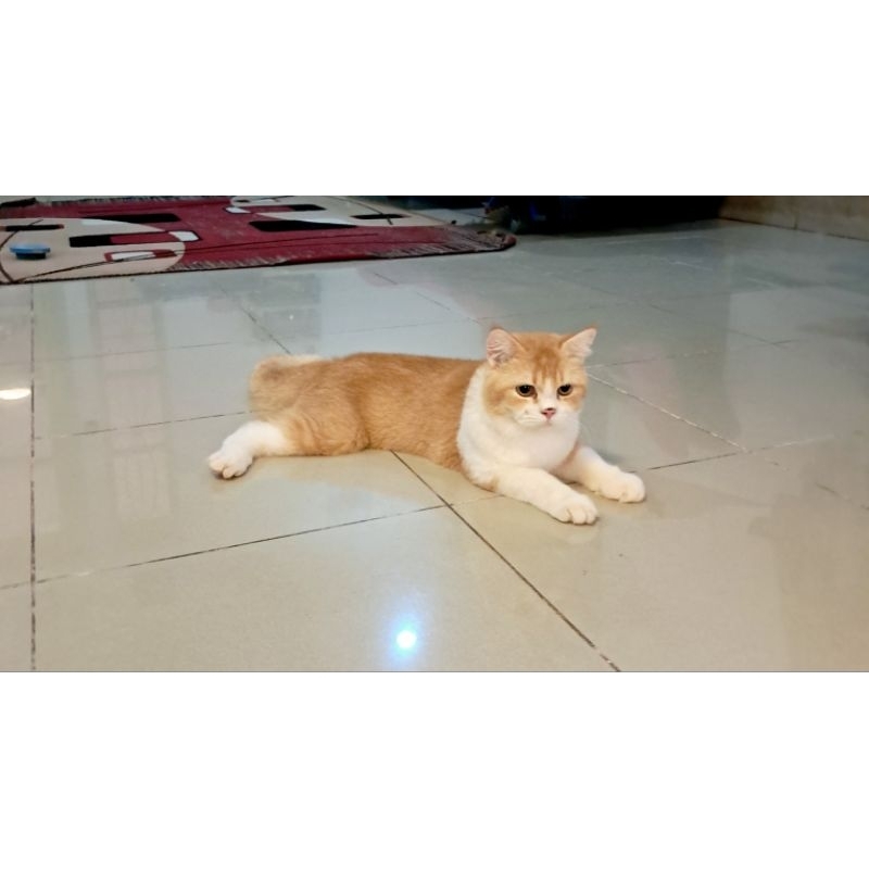 Scottish Straight Golden Jantan Siap Kawin