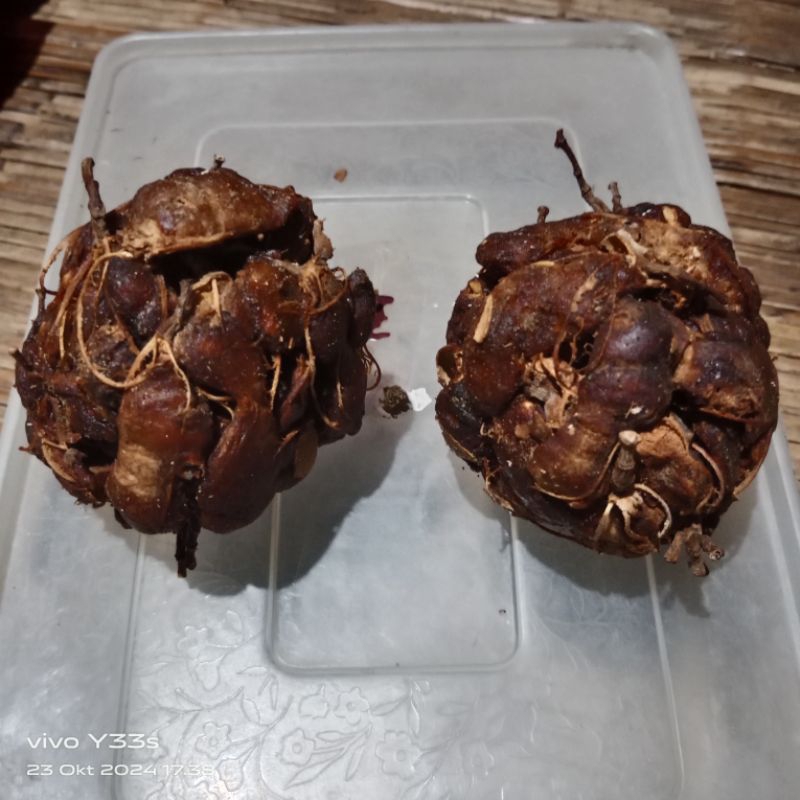 

ASAM JAWA SULAWESI (CEMPAH) KHAS BUGIS BAHAN MASAKAN SERBAGUNA