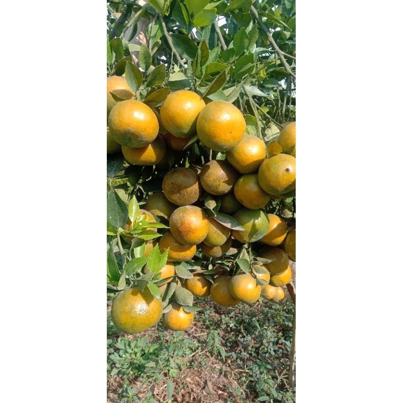 

500gram jeruk siem madu