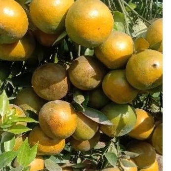 

500gram jeruk siemadu