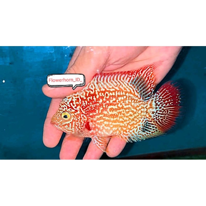 Burayak Louhan Female GoldenBase Thailand