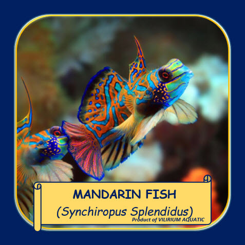 IKAN HIAS AIR LAUT - MANDARIN FISH / IKAN MANDARIN