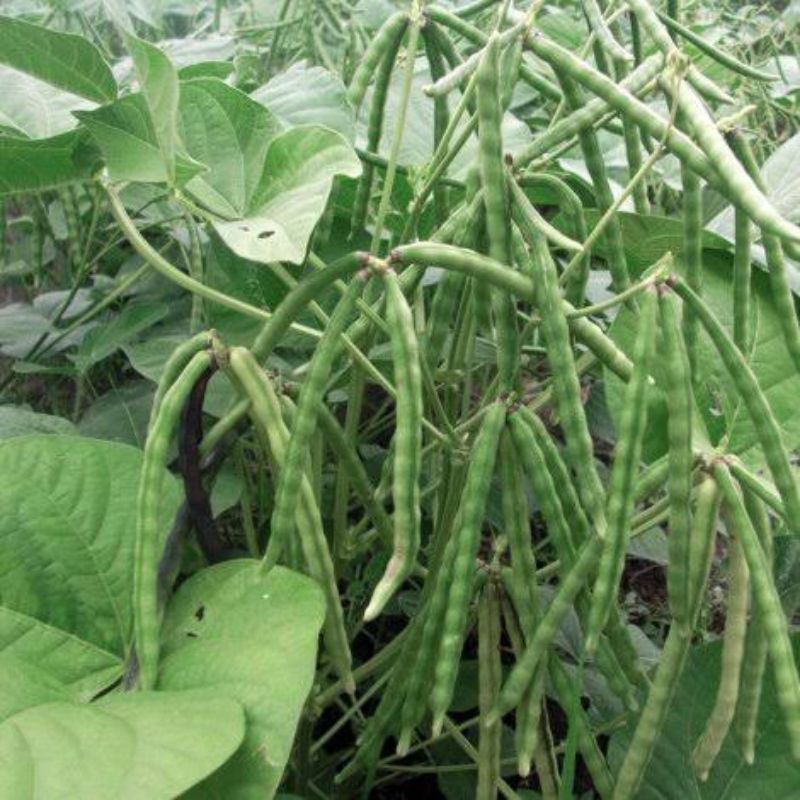 PROMO 1KG BENIH KACANG HIJAU LOKAL SUPER