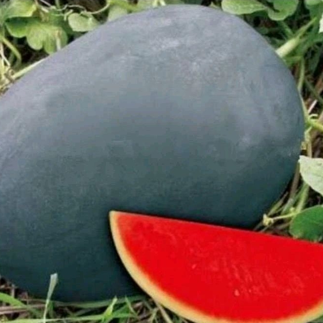 MURAH 50 BENIH SEMANGKA MERAH SUPER