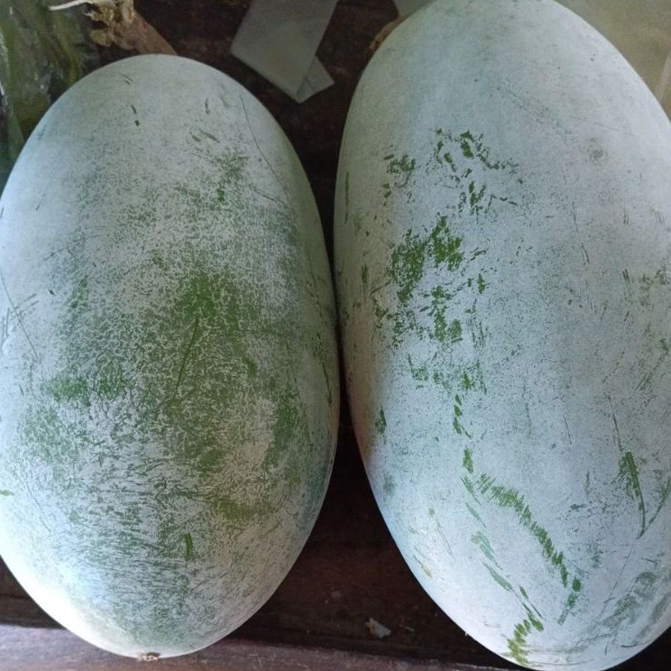 

Baru Untung Buah Kundur Buah Labu Air Bligo