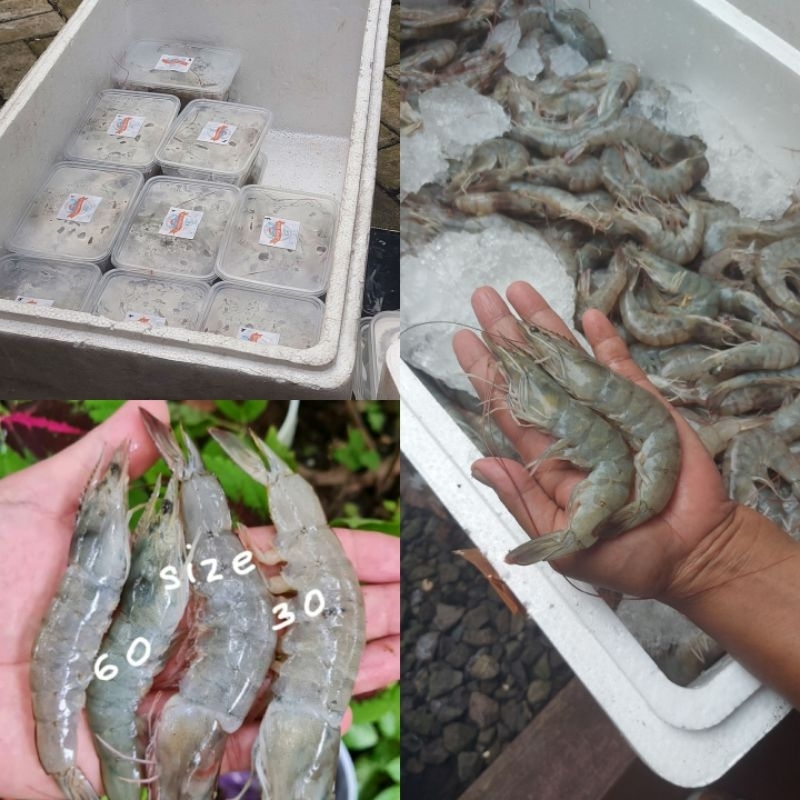 

Udang Vaname