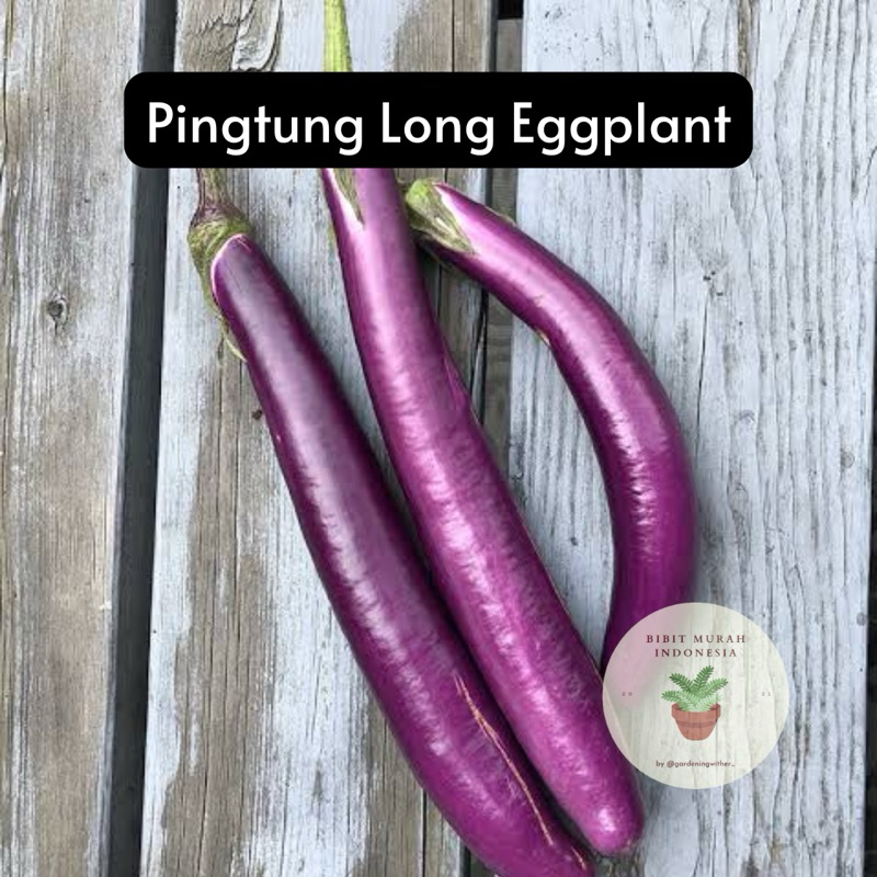 25 Benih Taiwanese Pingtung Long Eggplant - Bibit Murah ID