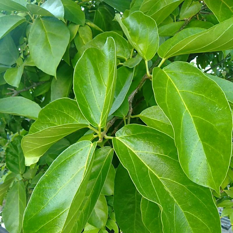 

Daun cincau hijau perdu segar .500 gram