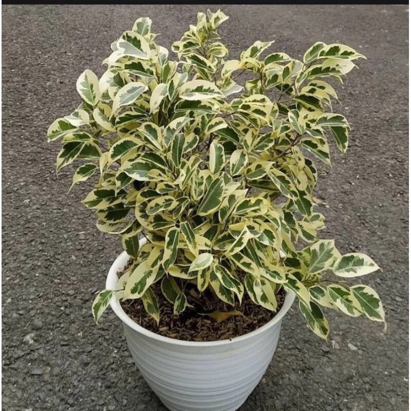Tanaman hias beringin putih varigata tinggi -+20-60cm