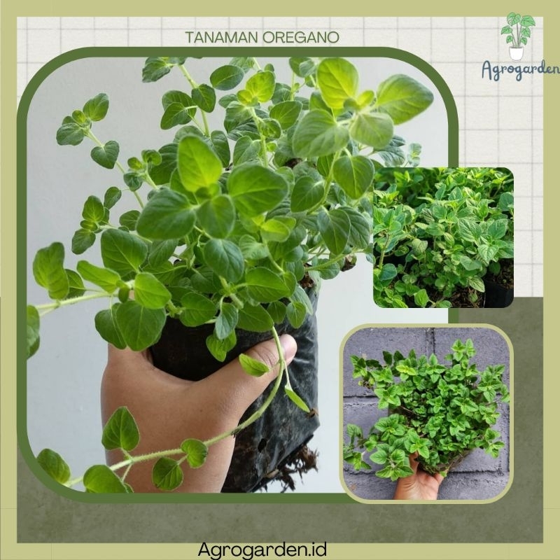 Tanaman Daun Herbal Oregano - OREGANO GREEK - TANAMAN REMPAH OREGANO - TANAMAN OREGANO KONDISI RIMBU