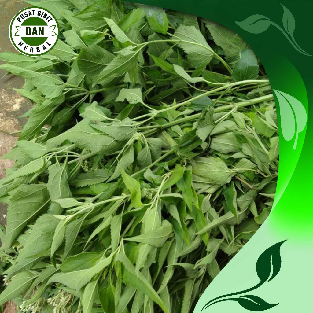 

Daun Marenggo - Kirinyuh Segar 1 Kg Obat Herbal Alamai pusat Bibit Dan herbal
