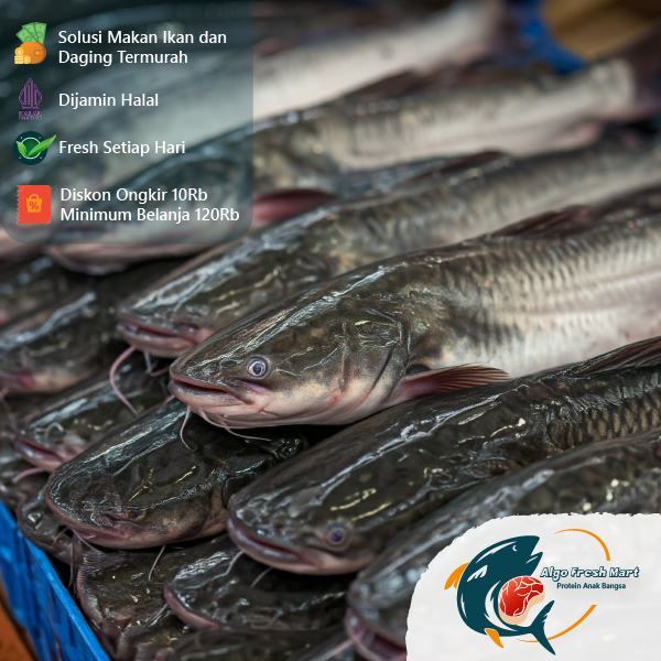 

[TERMURAH] Lele Fresh Ekoran Berat 220Gr