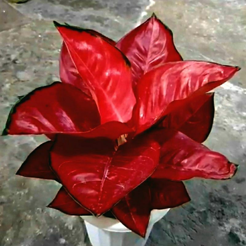 Aglonema Suksom Jaipong Merah Ukuran Jumbo