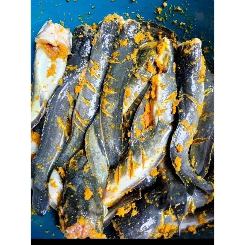 

ikan marinasi ikan lele ikan bawal ikan emas ikan kembung ikan patin
