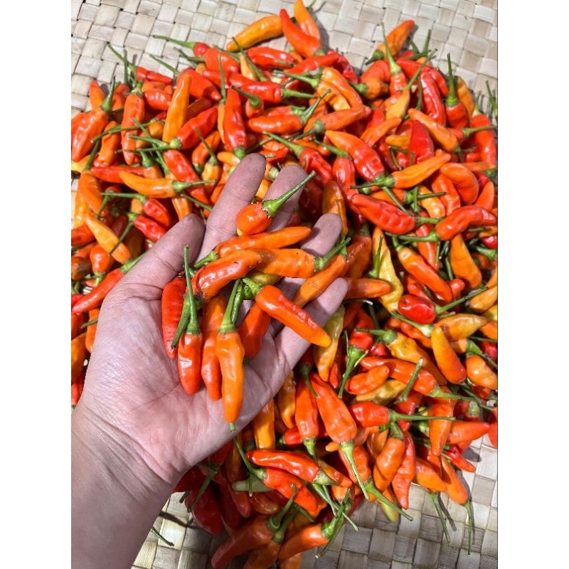 

CABAI KECIL ORI MERAH berat 1kg Banyuwangi