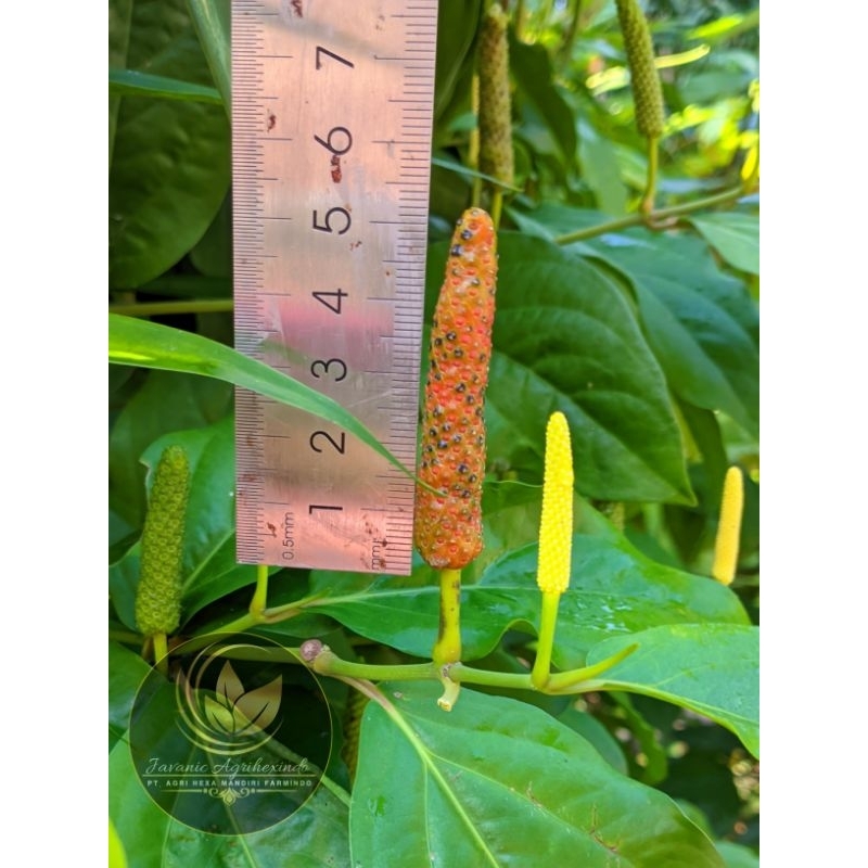 

10pcs Bibit Cabe Jamu / Cabe Jawa / Cabe Puyang / Cabai Jawa / Cabai Jamu / Cabai Puyang (long pepper)