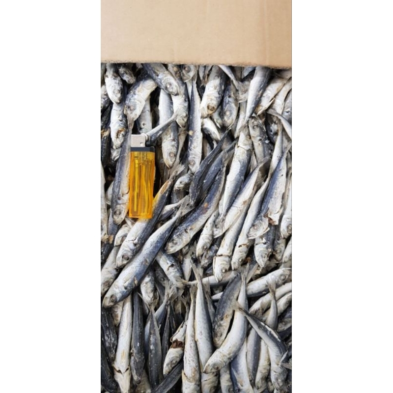 

Ikan Dencis Kering