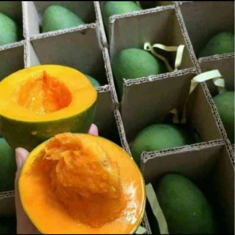 Buah Mangga Alpukat 1 dus