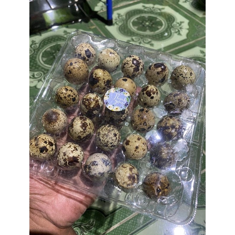 

Telur Puyuh 25 Butir Fresh Langsung Dari Peternak