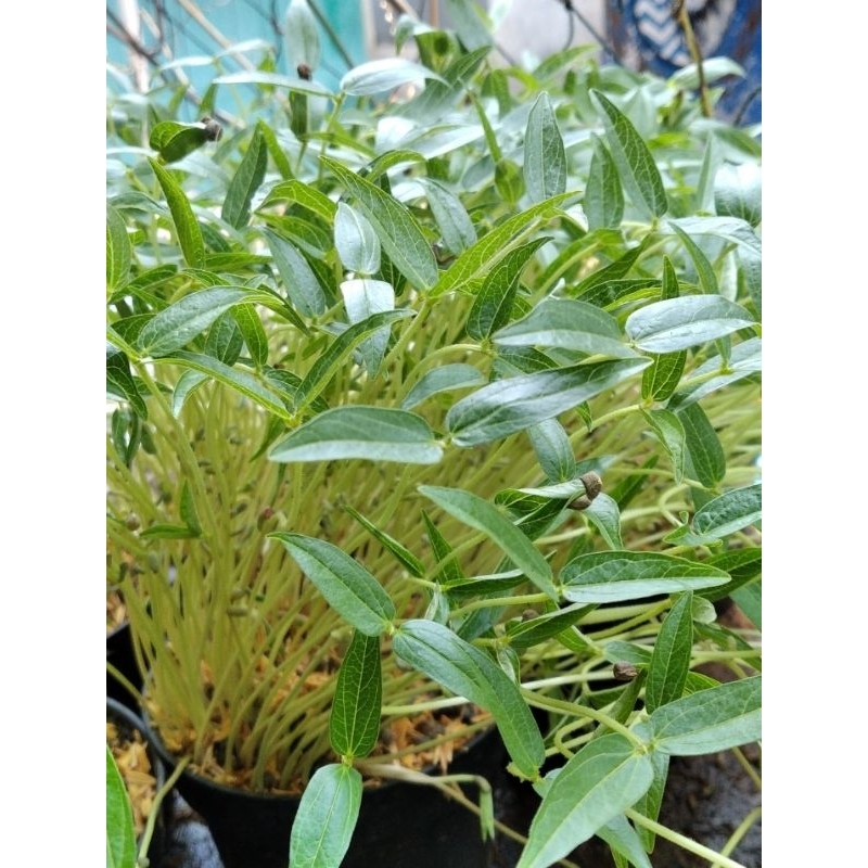 

Sayur Microgreen Mung Bean / Kacang Hijau 50 gram Fresh Cut Siap Makan/Siap Masak