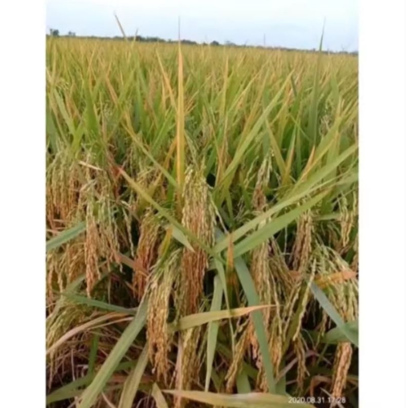 BENIH PADI PADAHERANG 02 ( 1kg )