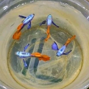 

PLATINUM RED TAIL DUMBBO EAR