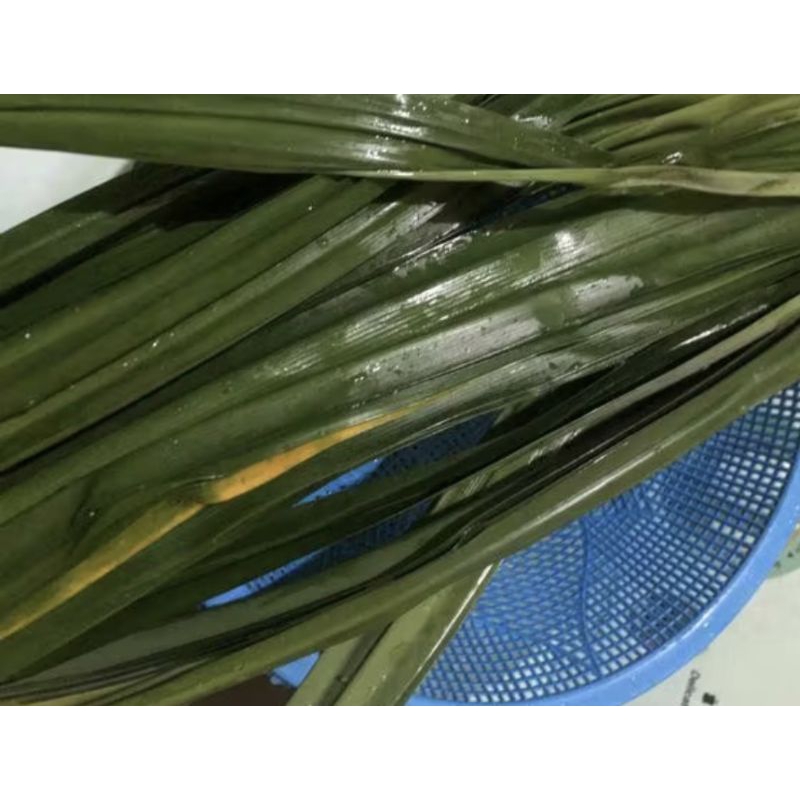 

daun pandan segar untuk masakan Pandan Hijau Daun Asli