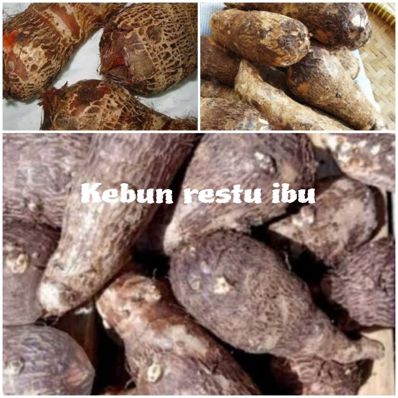 

Ready umbi talas pullen 1kg enak