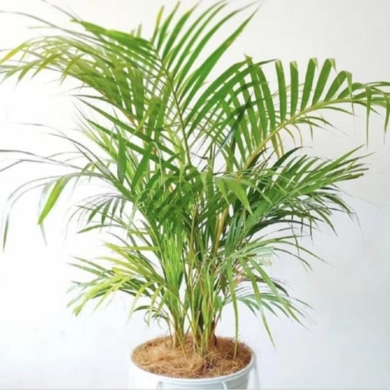 tanaman palem kuning rimbun besar tinggi 1 meter harga murah