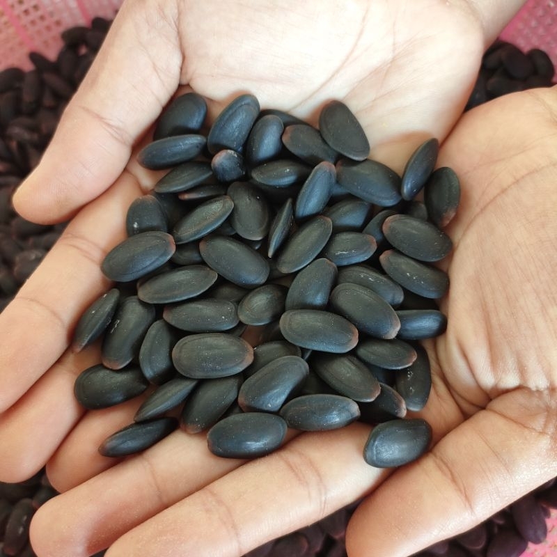 

biji kedawung kering 500 gram
