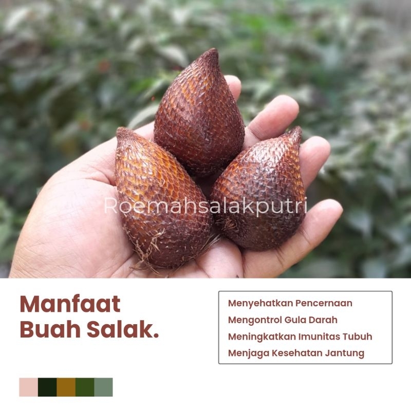 

SALAK PONDOH PROTOLAN UK. TANGGUNG/SEDANG 1KG