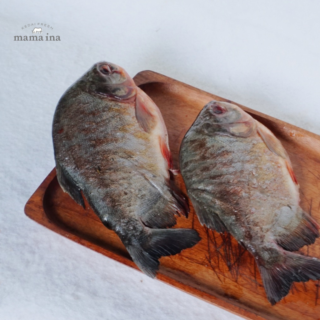 

Ikan Bawal Tawar 500g