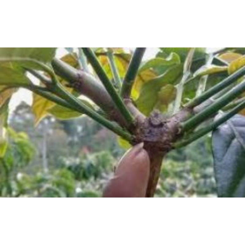 

entres robusta lampung 1 kg