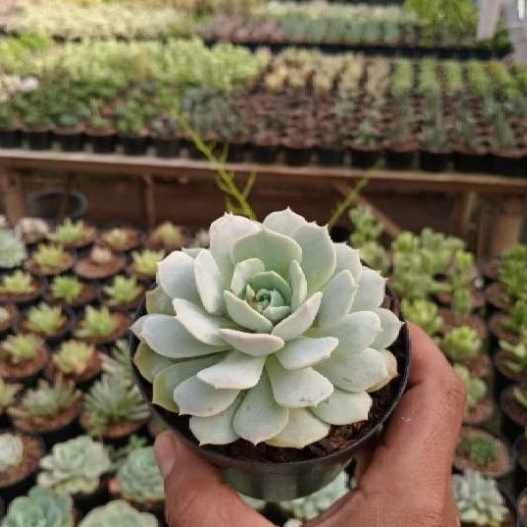SUKULEN ECHEVERIA LOLA - TANAMAN HIAS