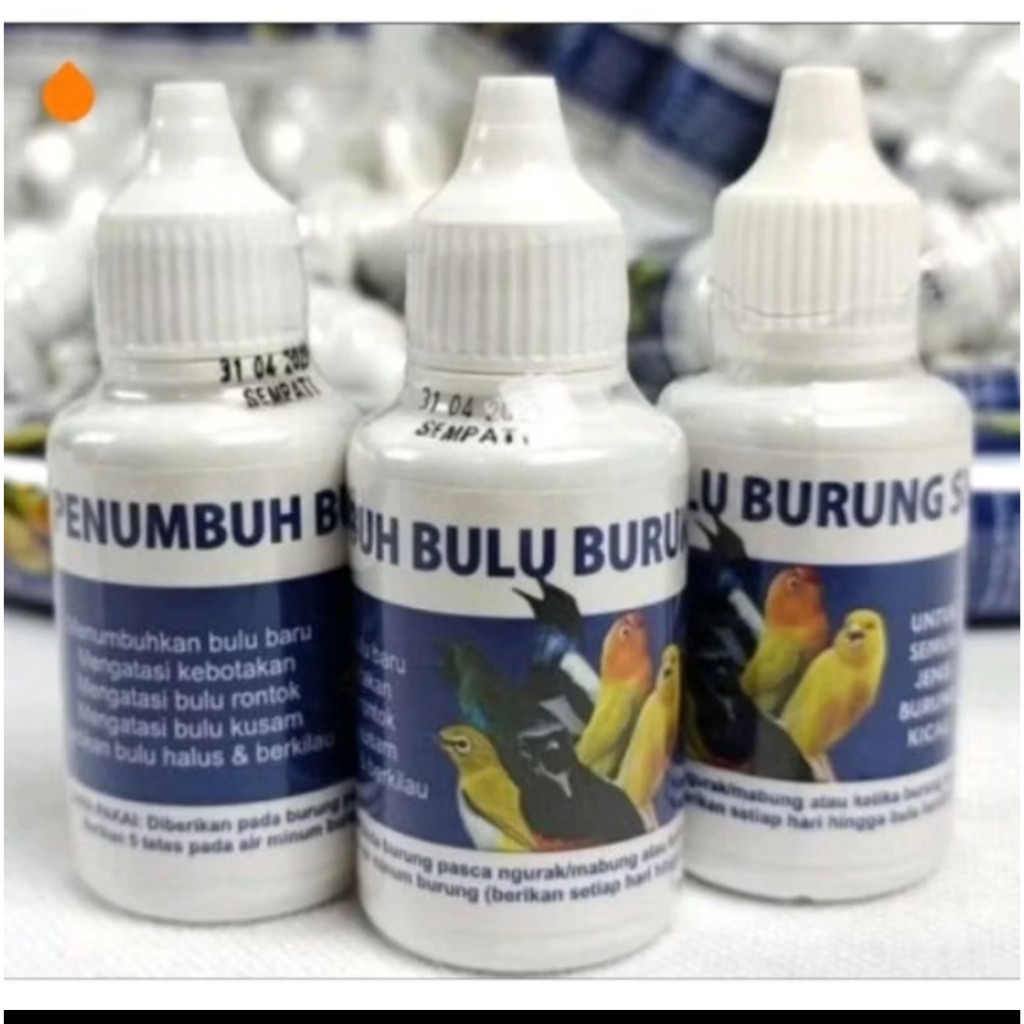 PENUMBUH BULU BURUNG SEMPATI mengatasi bulu patah rontok cepat mabung