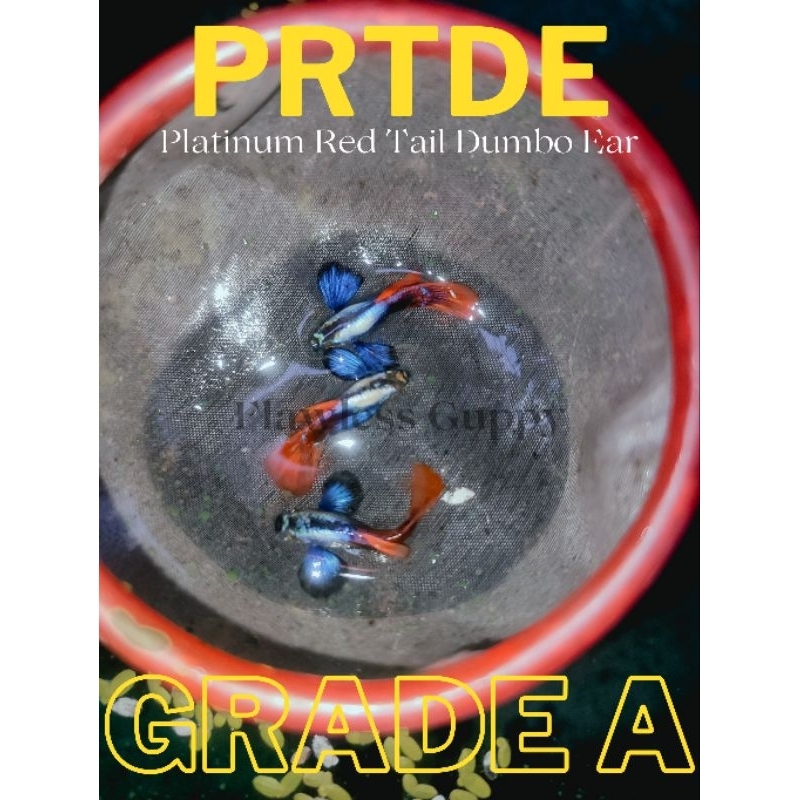 Hiasan Aquarium PRTDE Grade A Kualitas