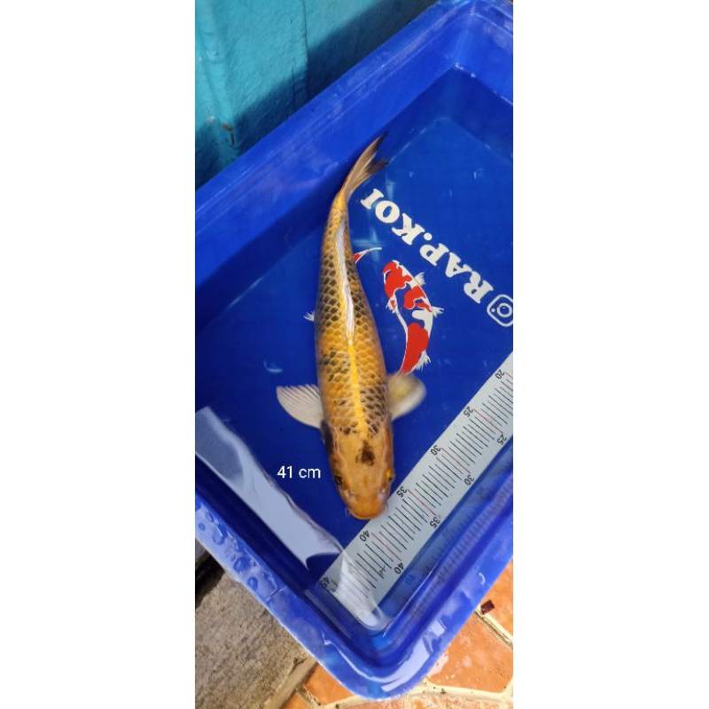 Ikan Koi Kin Ki Showa