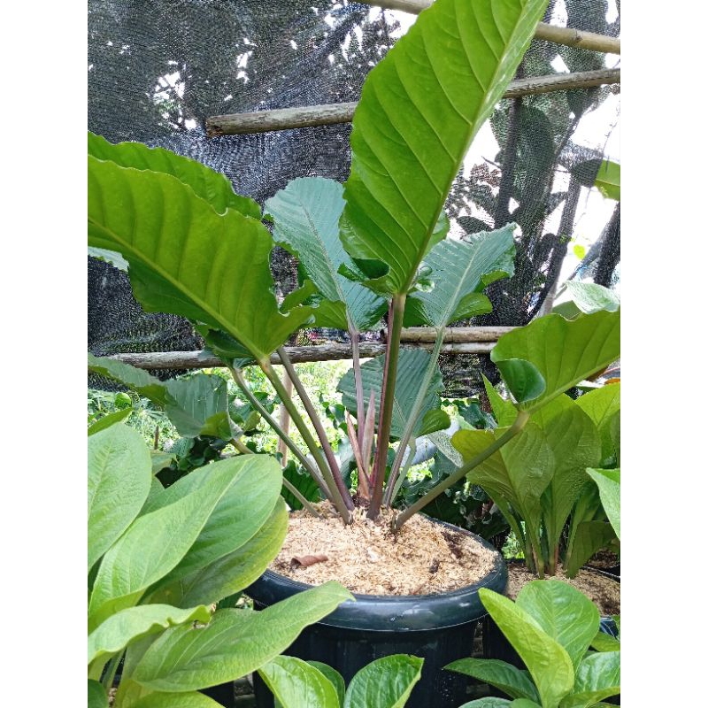 antorium black beauty besar