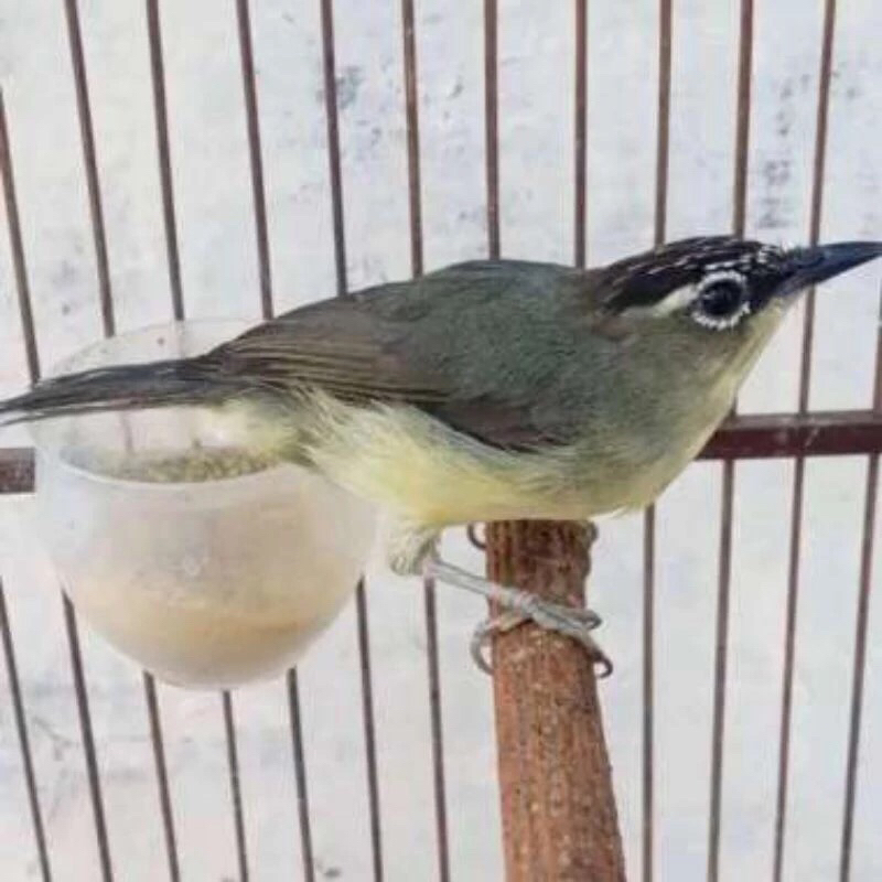 burung Opyor jambul pilihan jantan